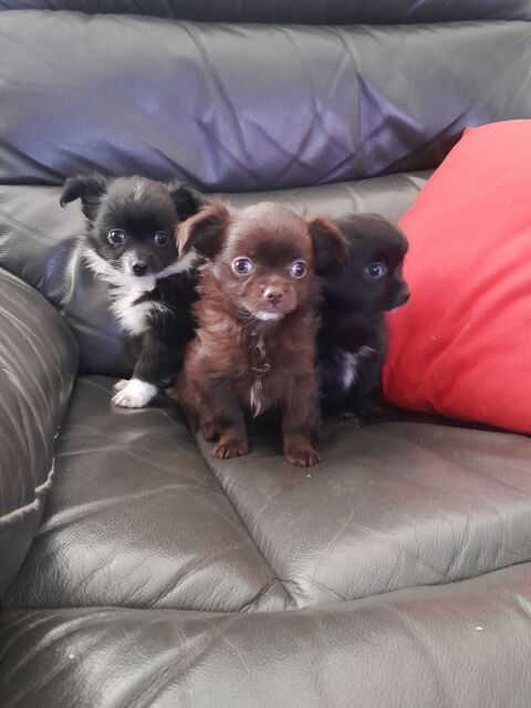 Chihuahua 850 34460 Cazedarnes
