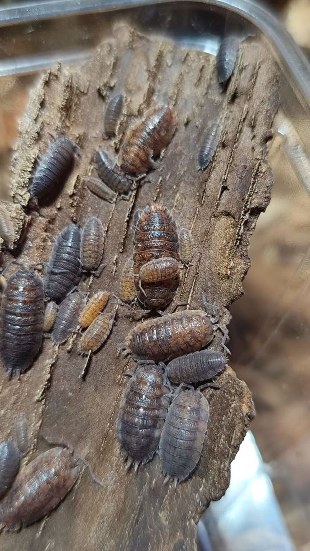    Colporte porcellio scaber 