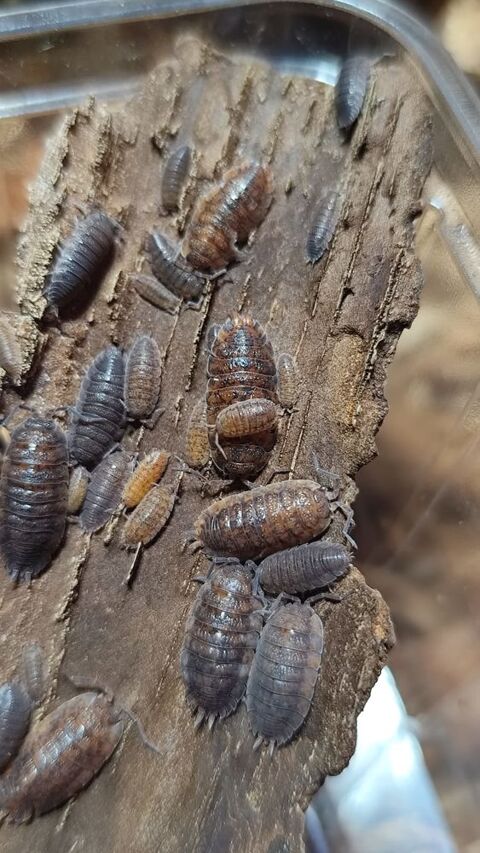 Colporte porcellio scaber "Lava" 8 91410 Les granges-le-roi