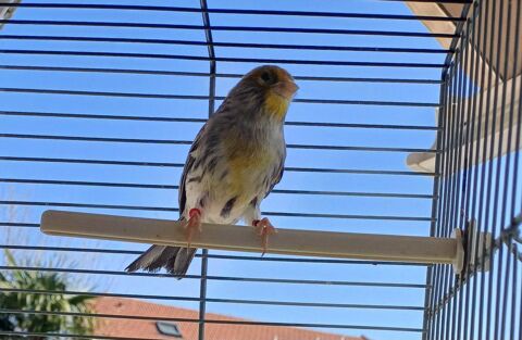 oiseaux+canari 0 69120 Vaulx-en-velin