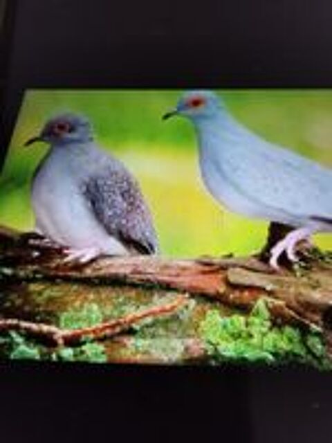   Couple de colombe diamant  