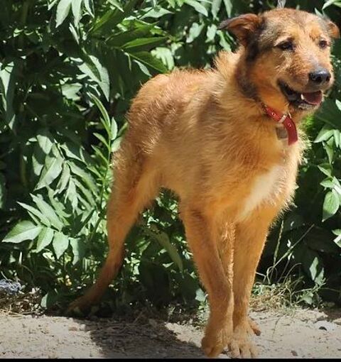 Rex 26700 Pierrelatte