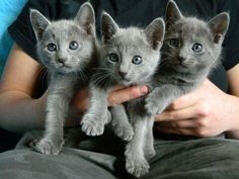 Magnifiques chatons chartreux LOOF &agrave; r&eacute;server 900 92230 Gennevilliers