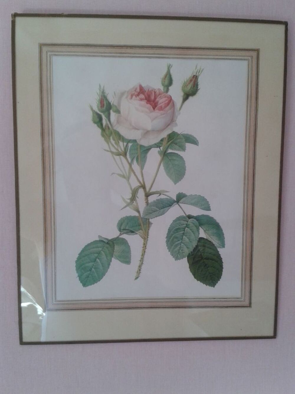 Gravure ancienne rose de JP REDOUTE encadr&eacute;e sous verre Décoration