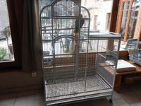   Perroquet amazone  front rouge 