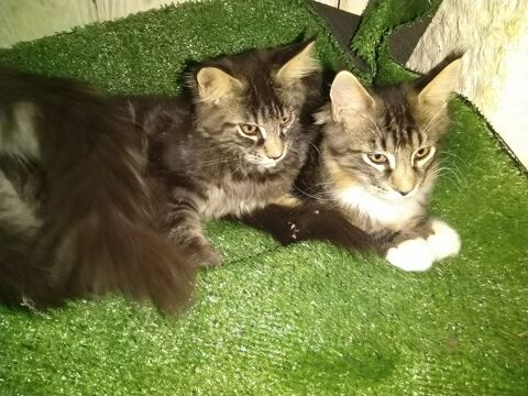 Chatons males /femelles  differantes couleurs 649 07600 Vals-les-bains