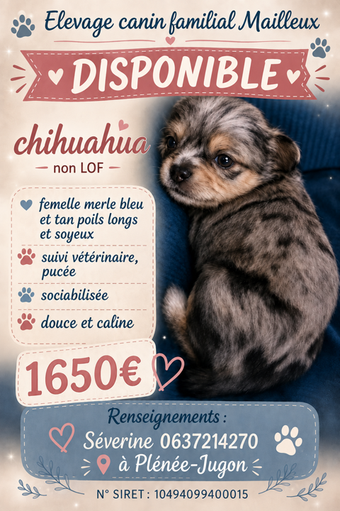 Disponible chihuahua non lof poils longs 1650 22640 Plénée-jugon