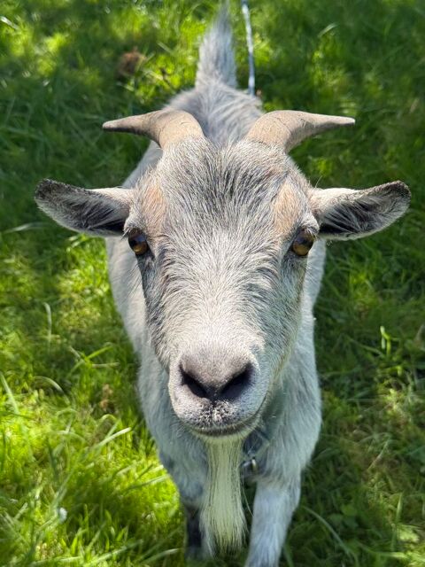 Don bouc nain 4 ans ? gentil et sociable 0 36700 Ch�tillon-sur-indre