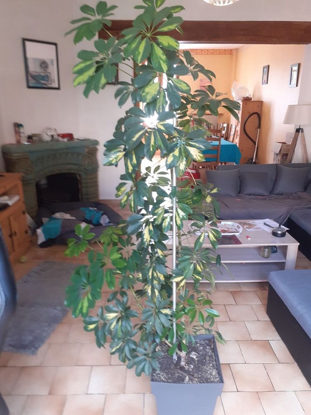 Plante d'int&eacute;rieur schefflera Jardin