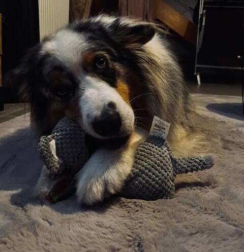 Chien PACO &agrave; l adoption 350 07500 Guilherand-granges