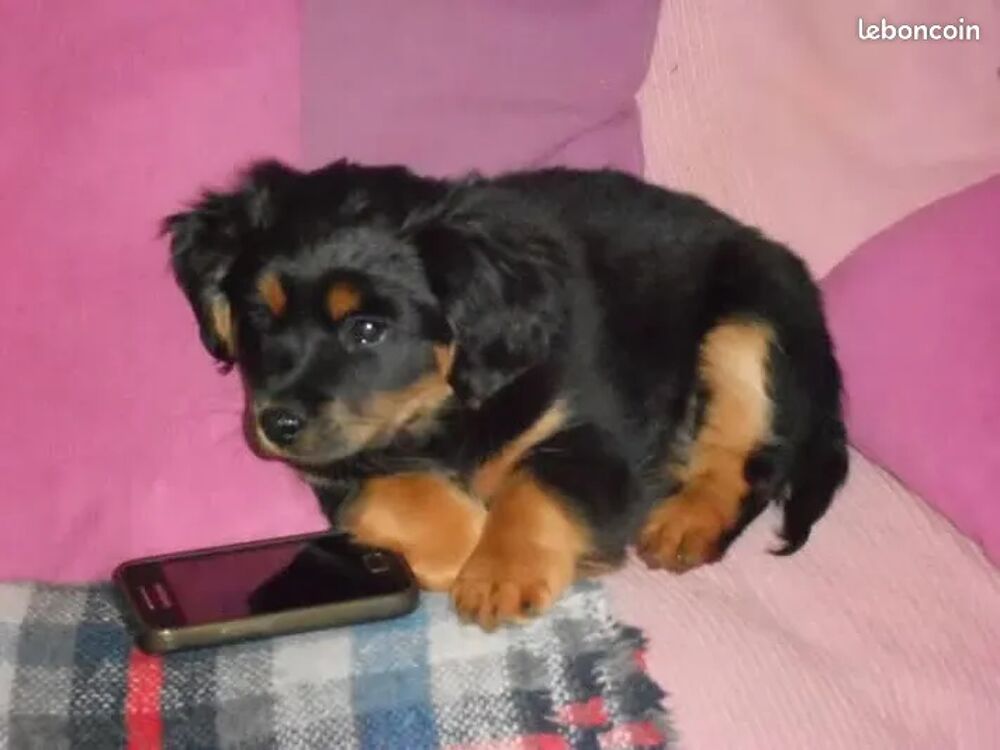   Garde chiens  