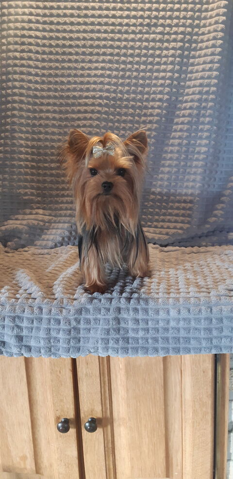 Petit mle Yorkshire disponible pour saillie 59143 Watten