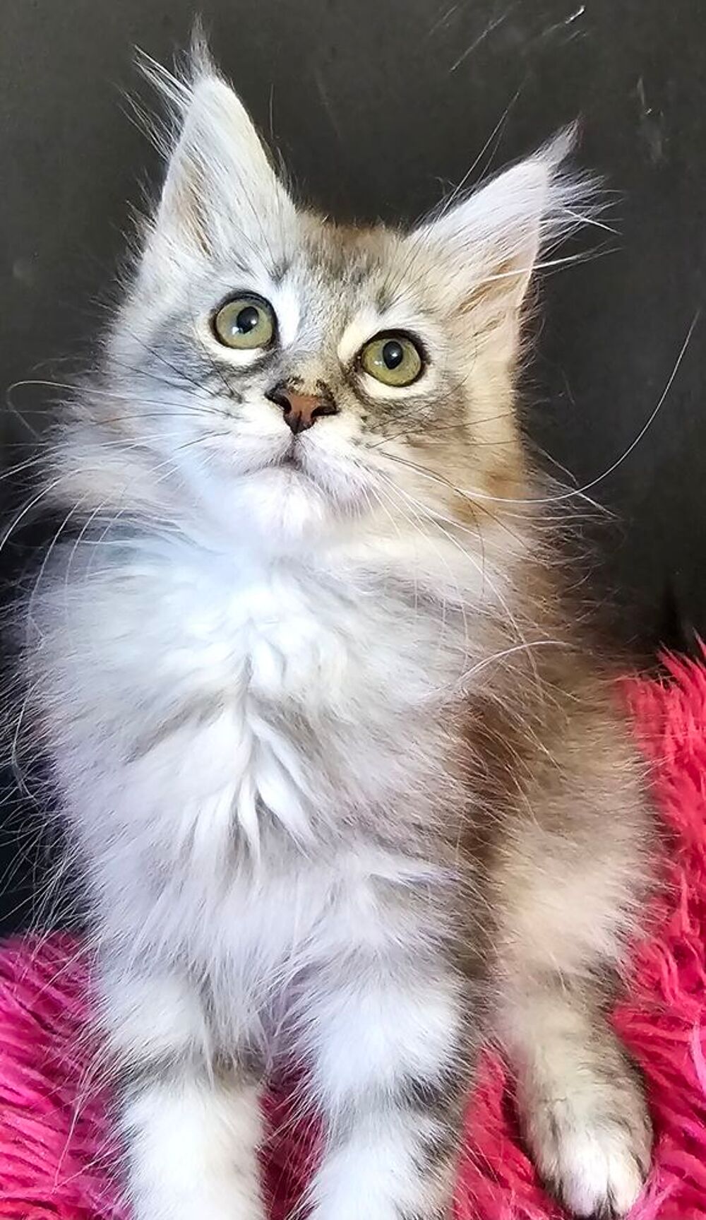   2 femelles Maine Coon Loof, LIVRAISON  