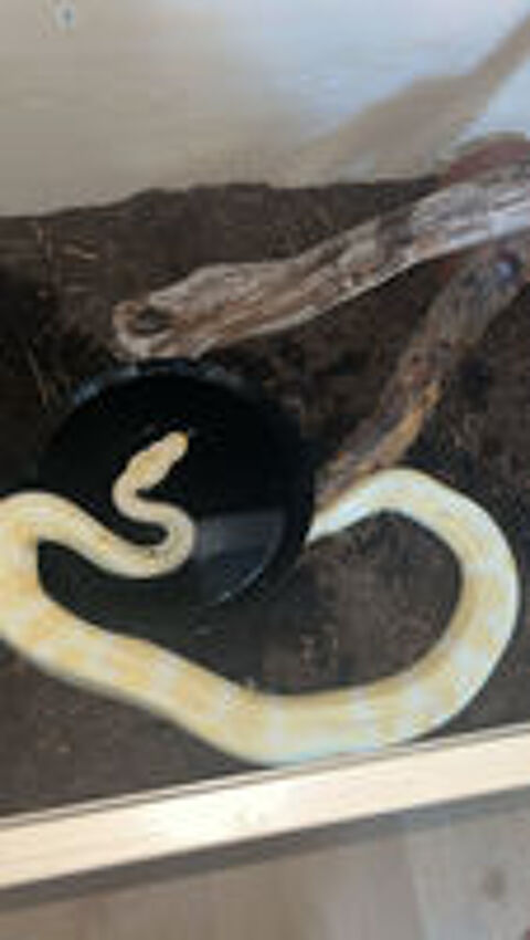   Python albinos banana pastel  