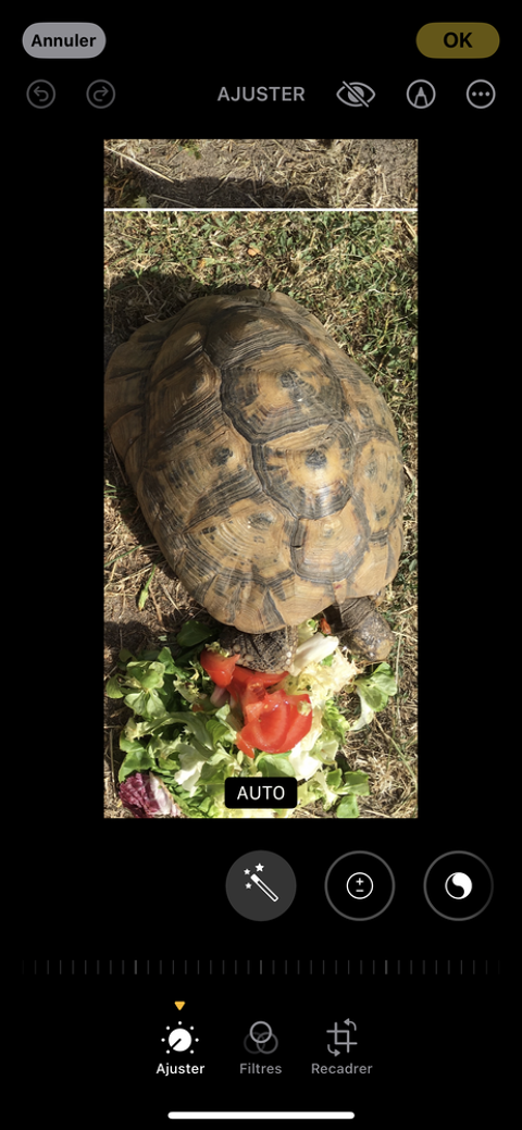 ALERTE tortue volée dans mon jardin 14/15 fev  2024  .500 500 78110 Le vsinet