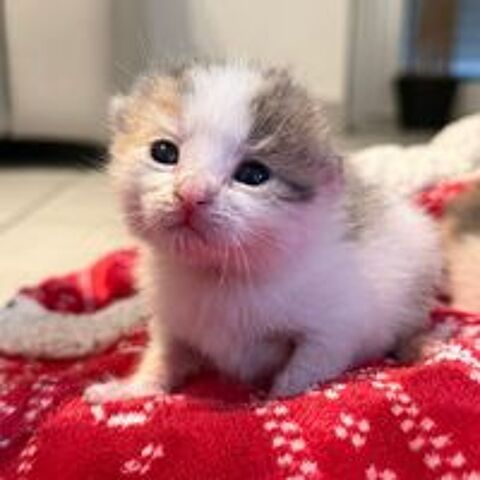   CHOUKETTE, jolie minette à l'adoption  