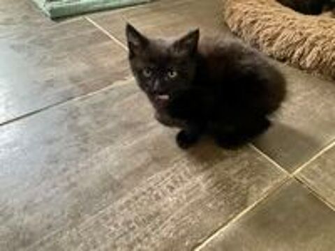   Petit chaton ( maman Maine coon / papa type européen)  