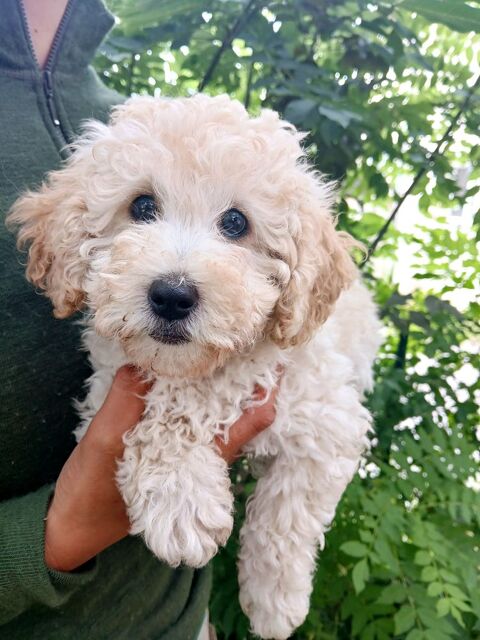 Chiot Caniche Nain Blanc Lof 1300 05000 Gap