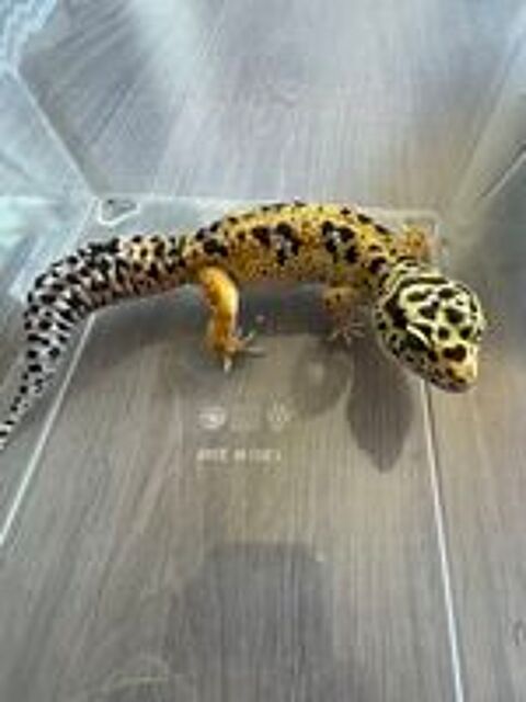   Gecko léopard  