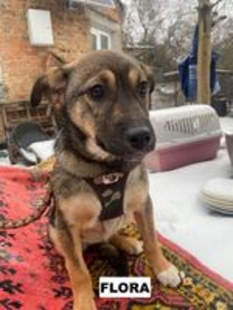   FLORA SE TROUVE DANS UN REFUGE EN UKRAINE 