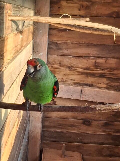 un perroquet à calotte rouge 600 44290 Pierric