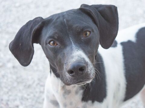 NICK 320 27620 Gasny