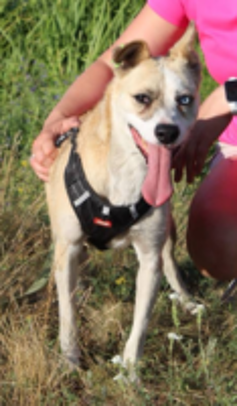   A L'ADOPTION PUSHA 