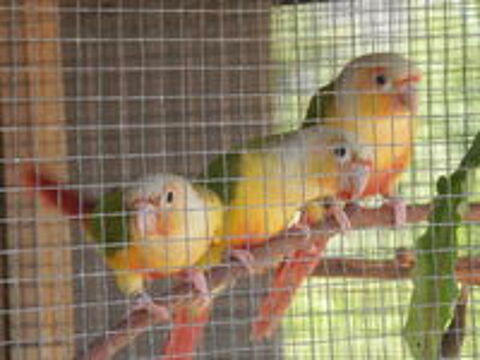   3 jeunes conures molinaé 