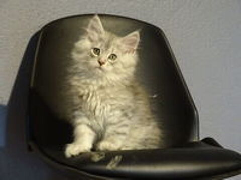   4 magnifiques chatons persan chinchillas x maine coon  