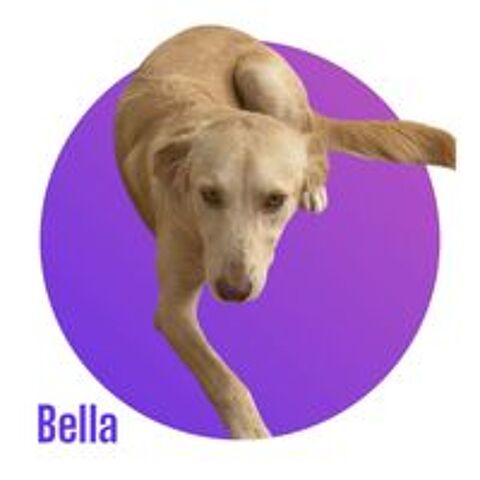  Notre amour de BELLA, 1 an, 18 kg, tripattes, à l'adoption 