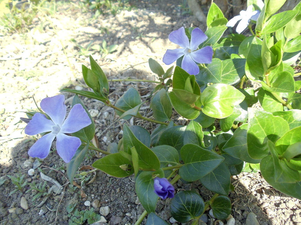 PERVENCHES BLEUES Jardin