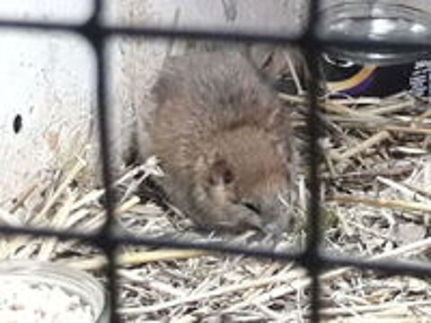   RATS POLYVALENTS 