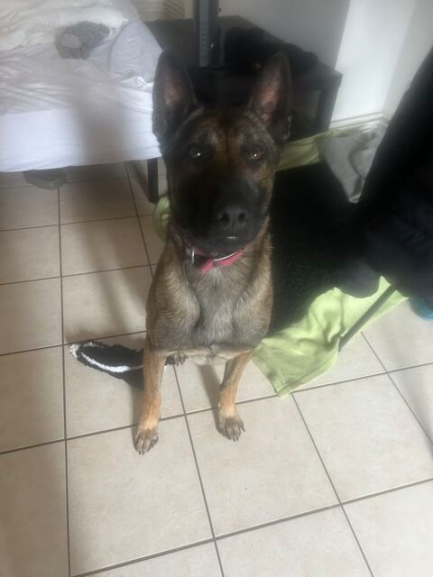 Malinois pour adoption 0 42100 Saint-etienne