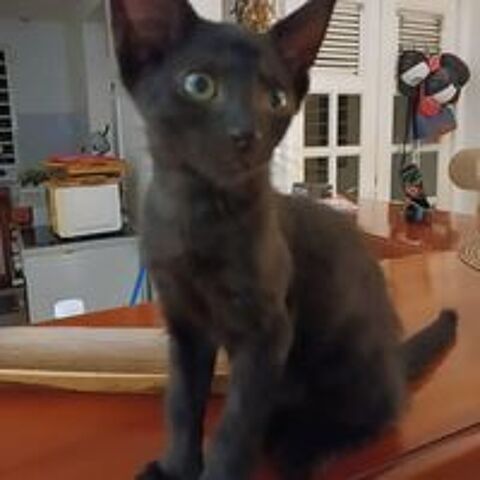   ✨️ BERLIOZ ✨️ 🐱 