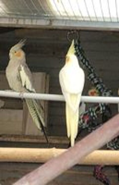   Oiseaux perruches calopsittes  