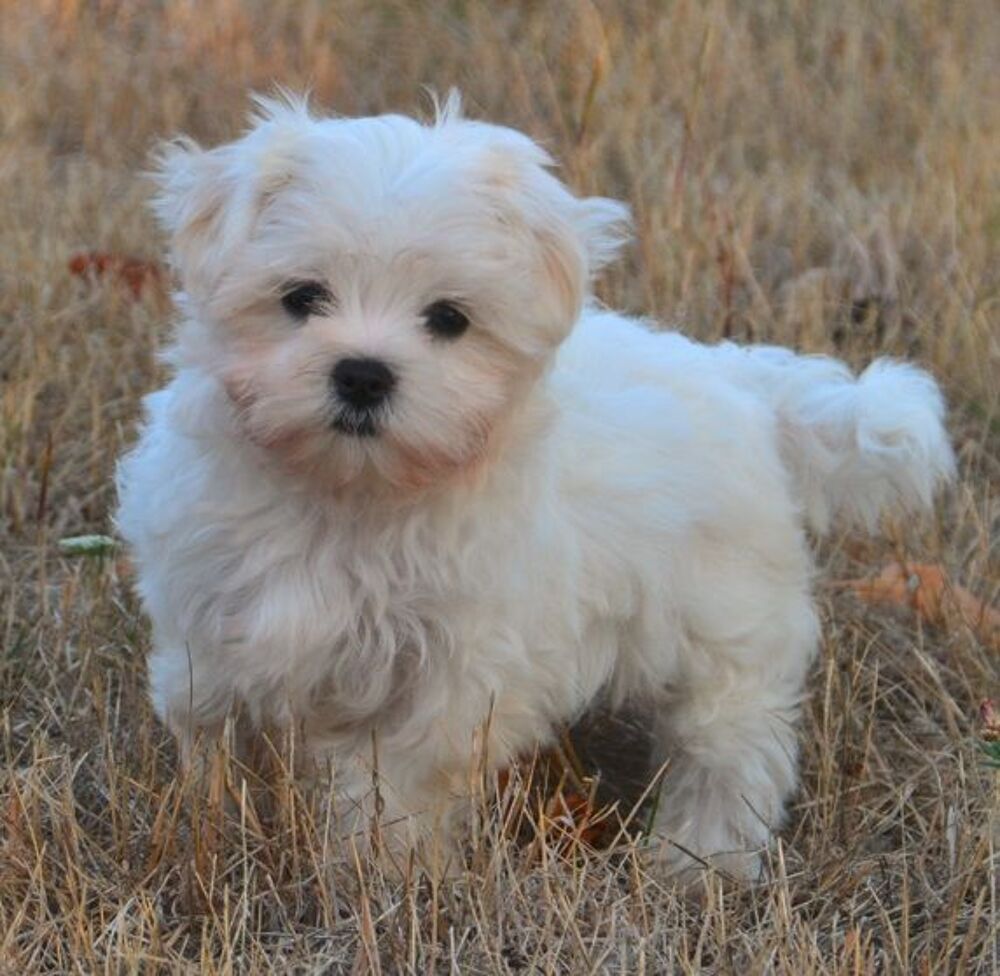   Adorable femelle bichon maltais 