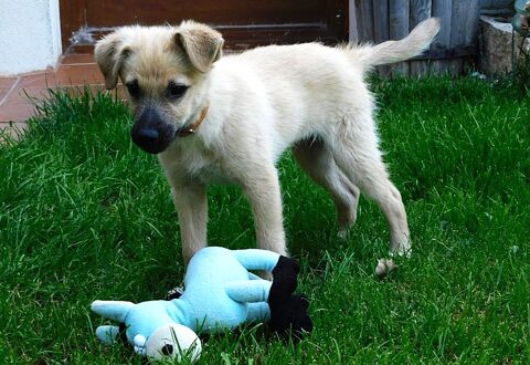 ZEN, 5 mois chiot croisé adorable et affectueux 0 24140 Douville
