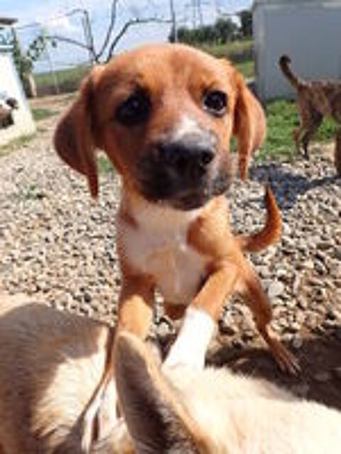   Hocus à l'adoption 