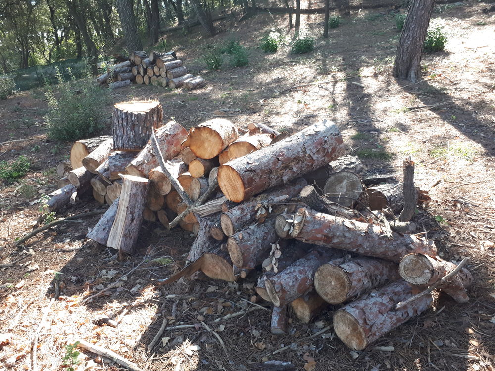 bois de chauffage Jardin