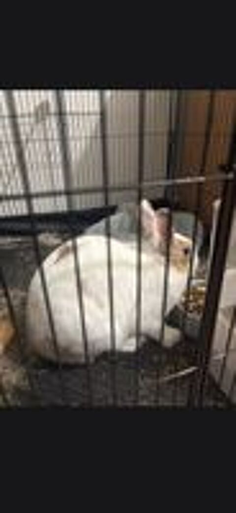   Donc lapin nain 