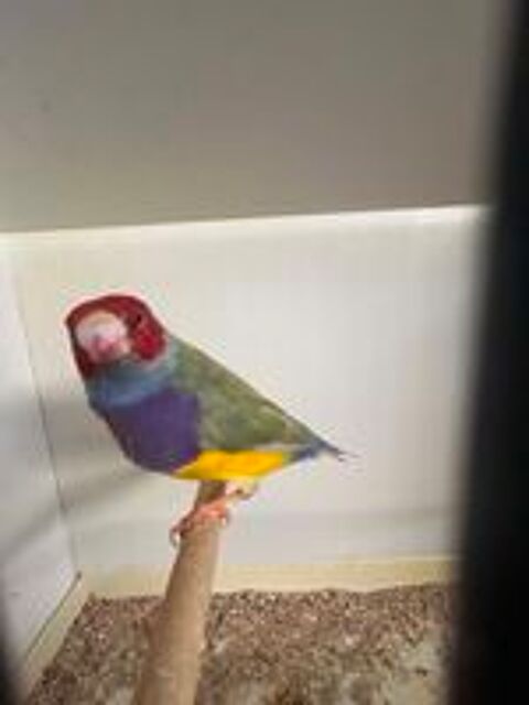   Oiseaux  
