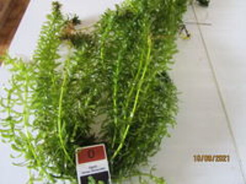   plante d'aquarium EGERIA DENSA 
