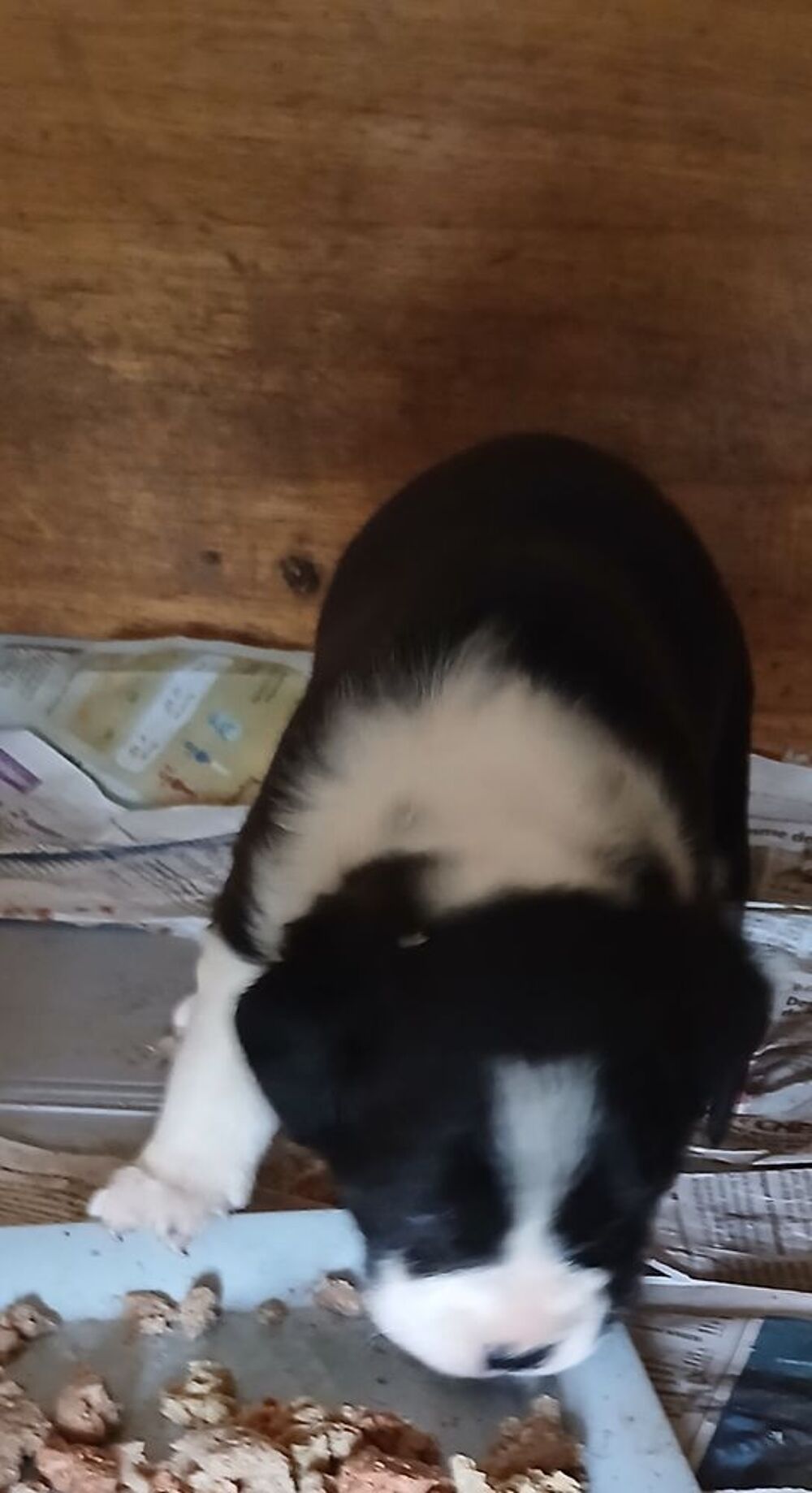   Labrador 