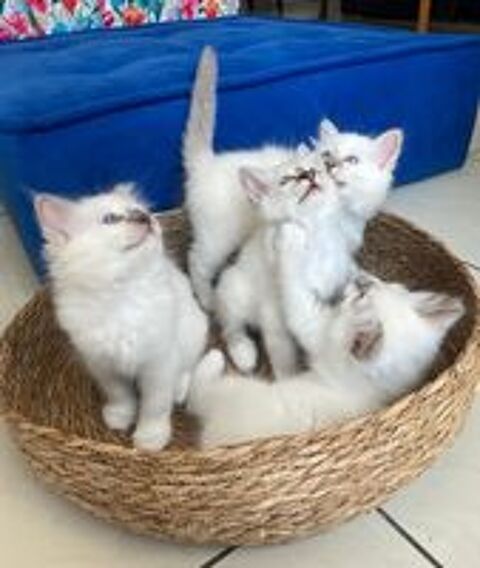   Adorable CHATON Sacr de Birmanie LOOF 