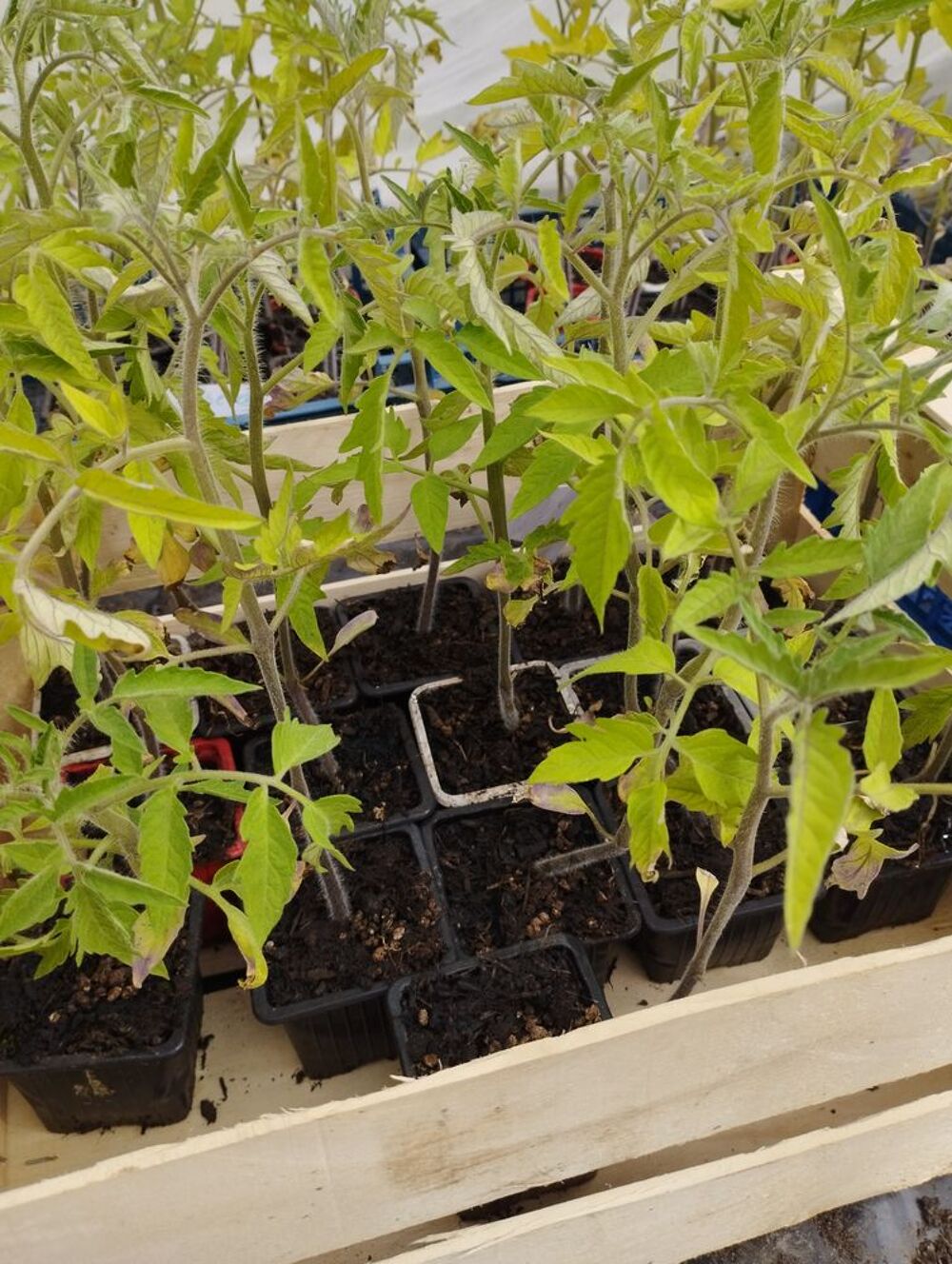 plans de tomates anciennes Jardin