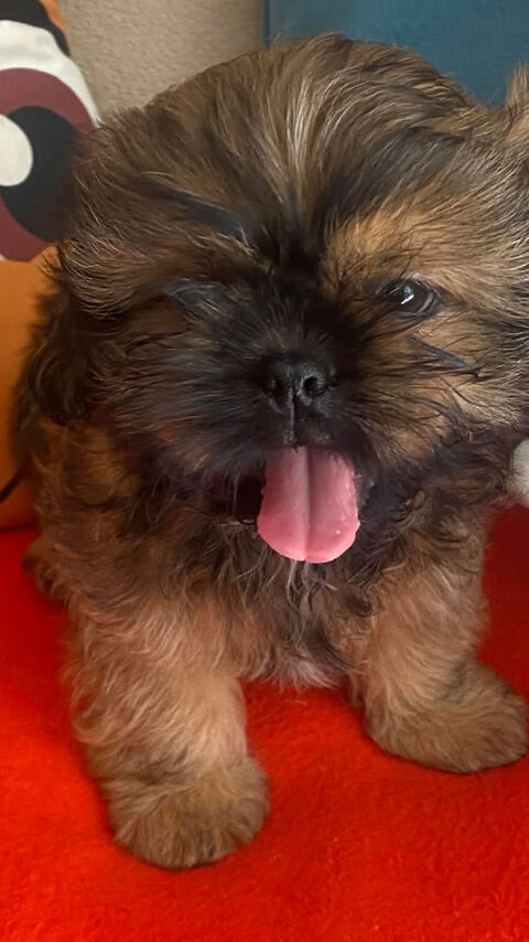 bébé shih tzu 1200 83200 Toulon