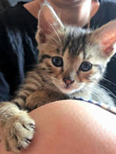   **MILO** 