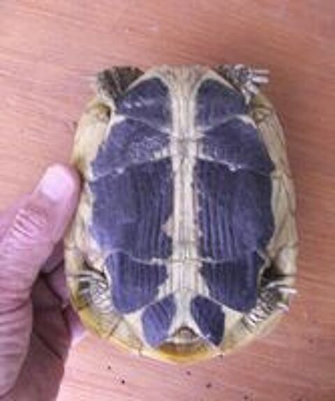   tortue terrestre 9/10 ans - 12cm. 