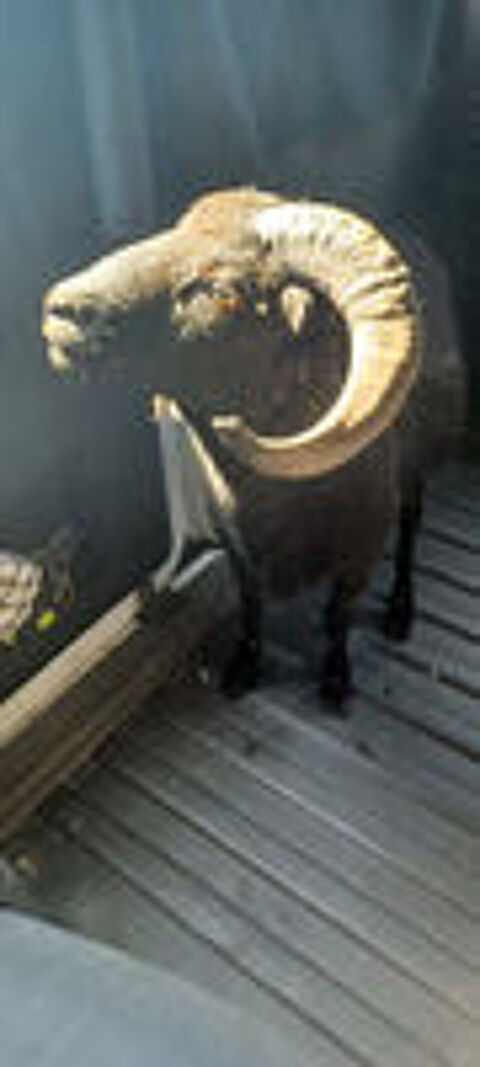   NARUTO, gentil mouton d'Ouessant noir à adopter via l'association UMA 