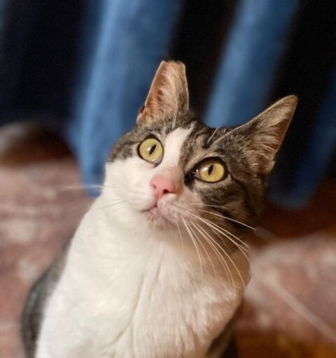 DAISY 230 27620 Gasny